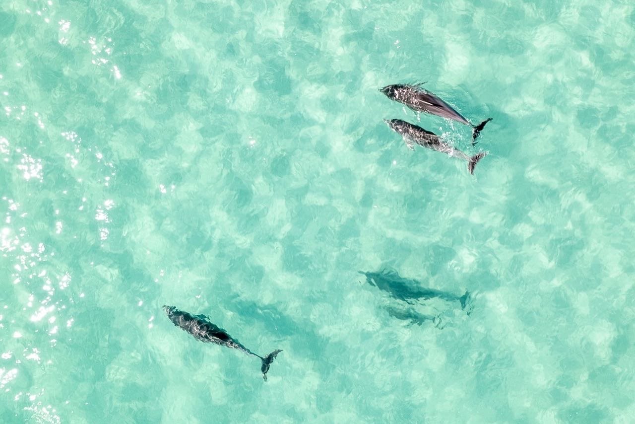 Dophins swimming on Kangaroo Island, South Australia